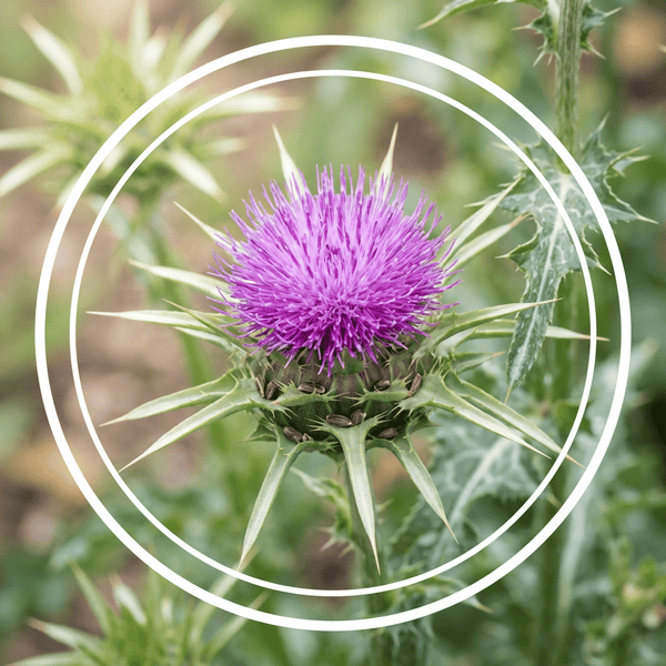 MILK THISTLE EXTRACT