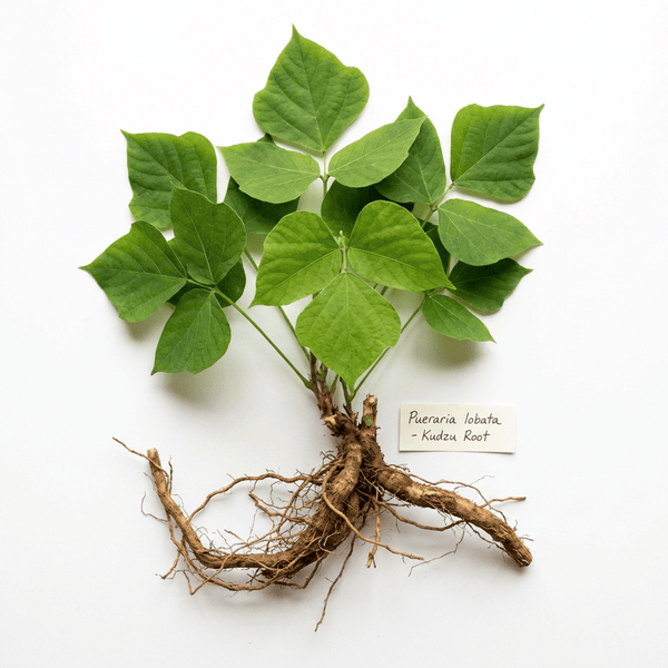PUERARIA EXTRACT