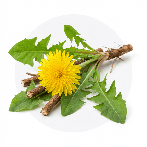 Dandelion Extract